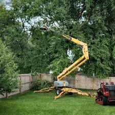 Best Tree Preservation Services  in Plummer, ID