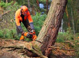 Best Tree Health Inspection  in Plummer, ID