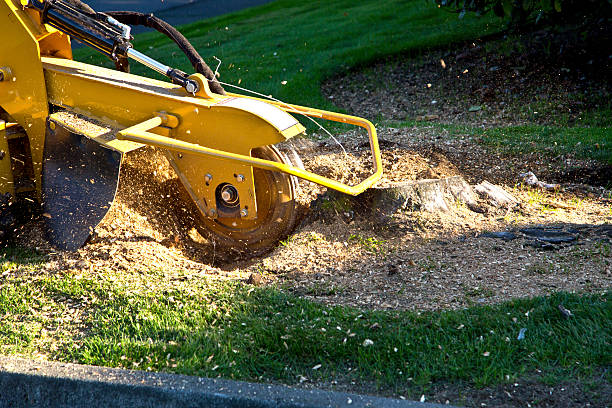 Best Lawn Maintenance Plans  in Plummer, ID